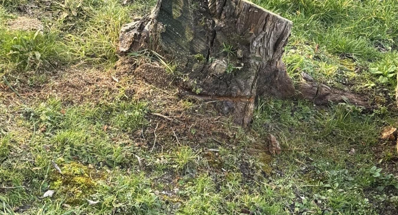 Rognage de souche Les Écrennes