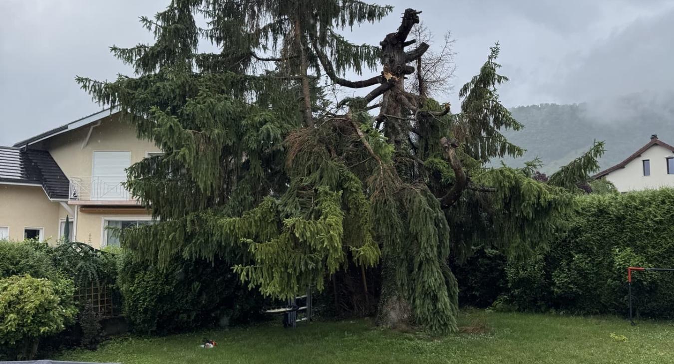 Abattage de sapin Challes-les-Eaux