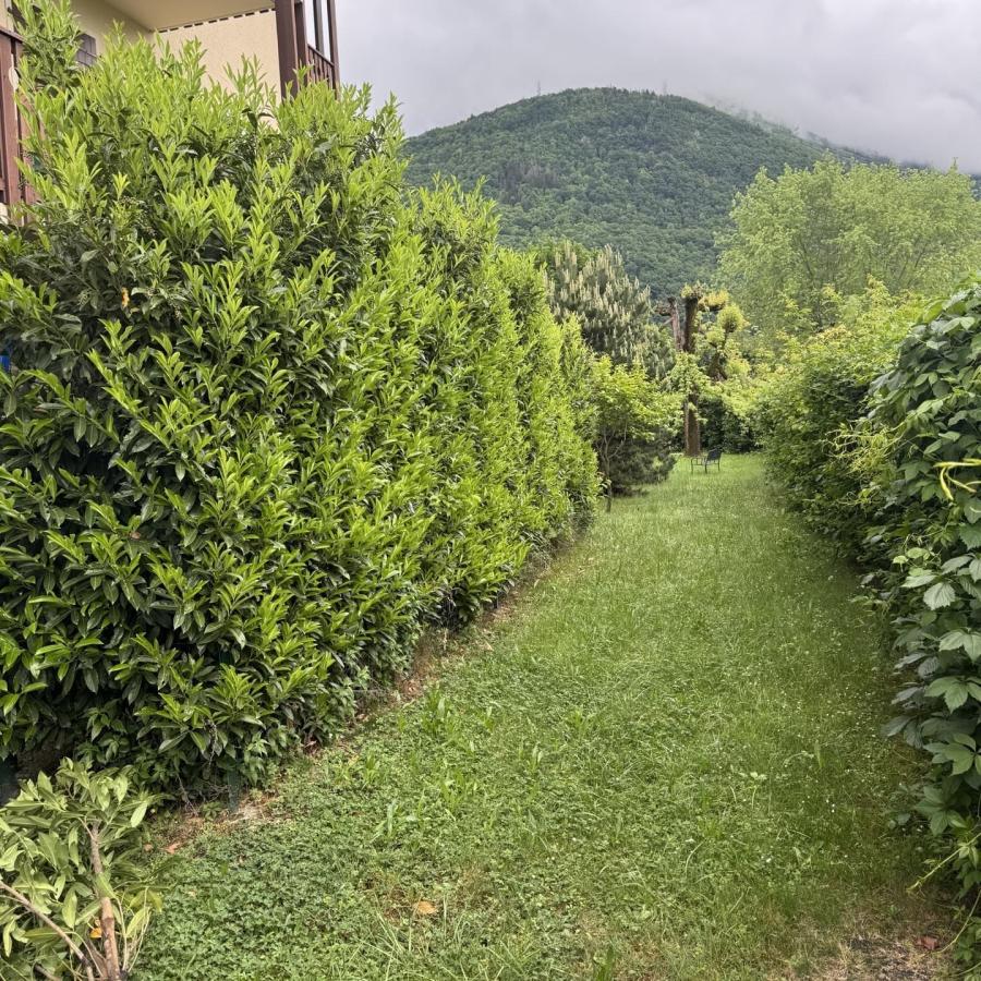 Taille de haies Albertville Avant